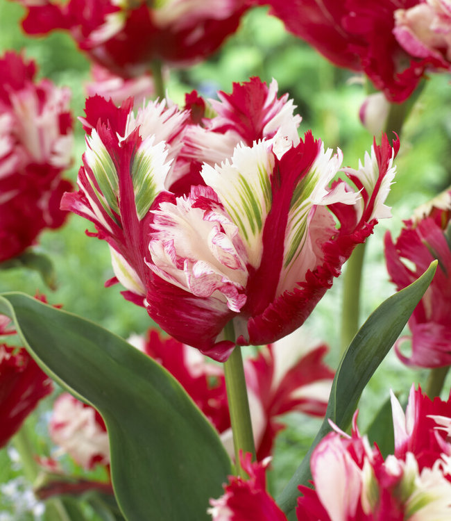 Tulpe Estella Rijnveld