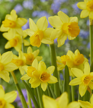 Żonkil Tête à Tête