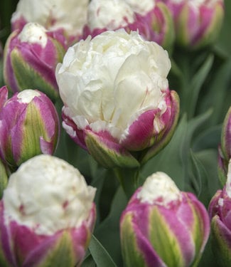 Buy Peony Tulip Bulbs? - Largest bulb size! -  - Tulip Store