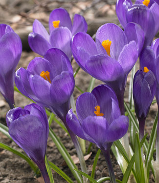 Crocus Flower Record