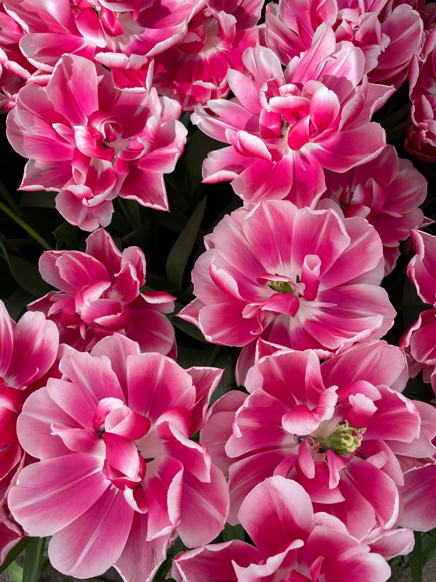 Tulpenbollen Columbus prachtige pioentulp! Tulip Store