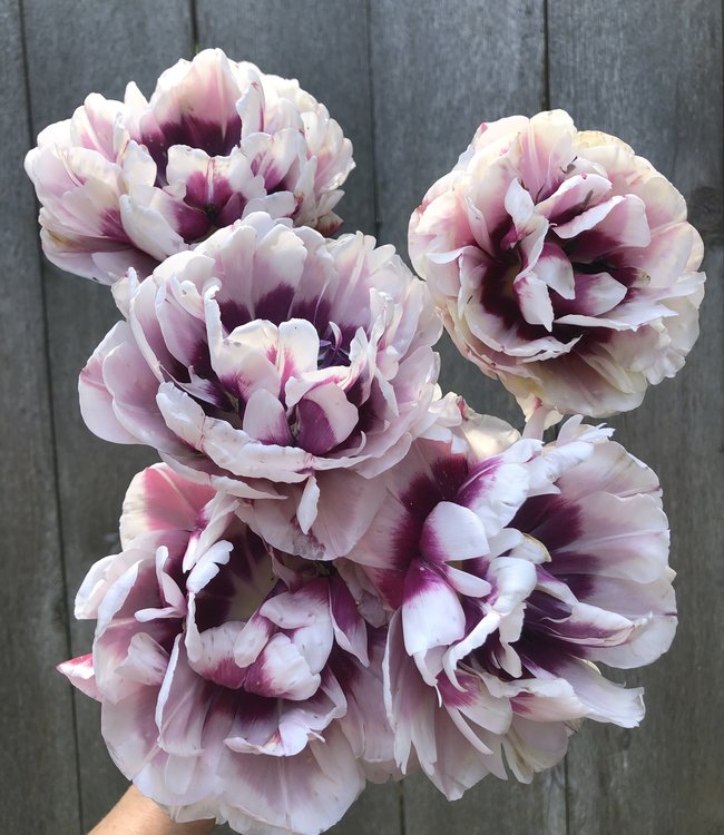 Tulpe Pistache