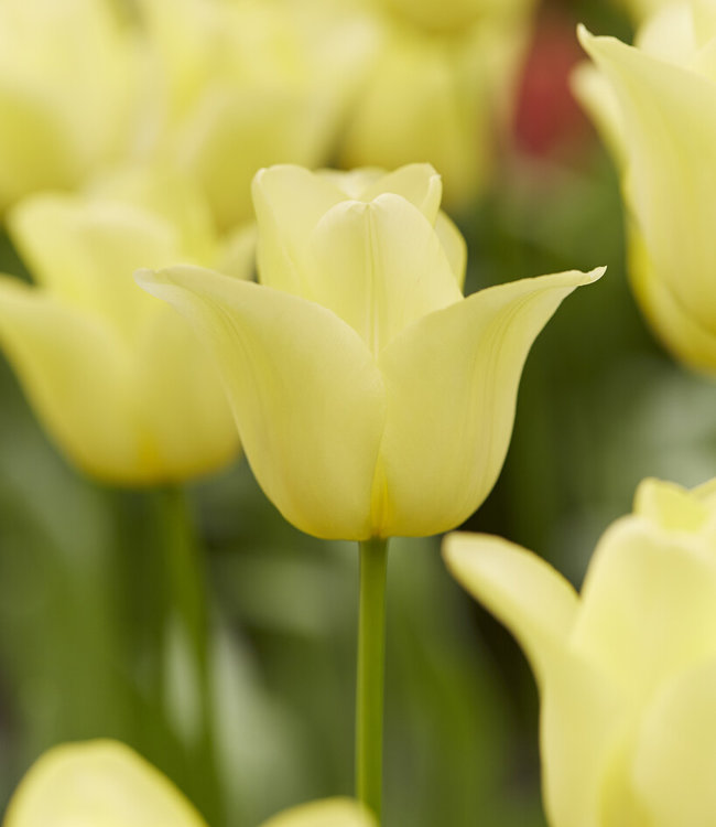 Tulip World Friendship