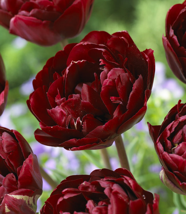 Tulip Full Bloom by Rojomon George