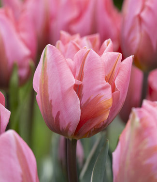 Tulipan Pretty Princess