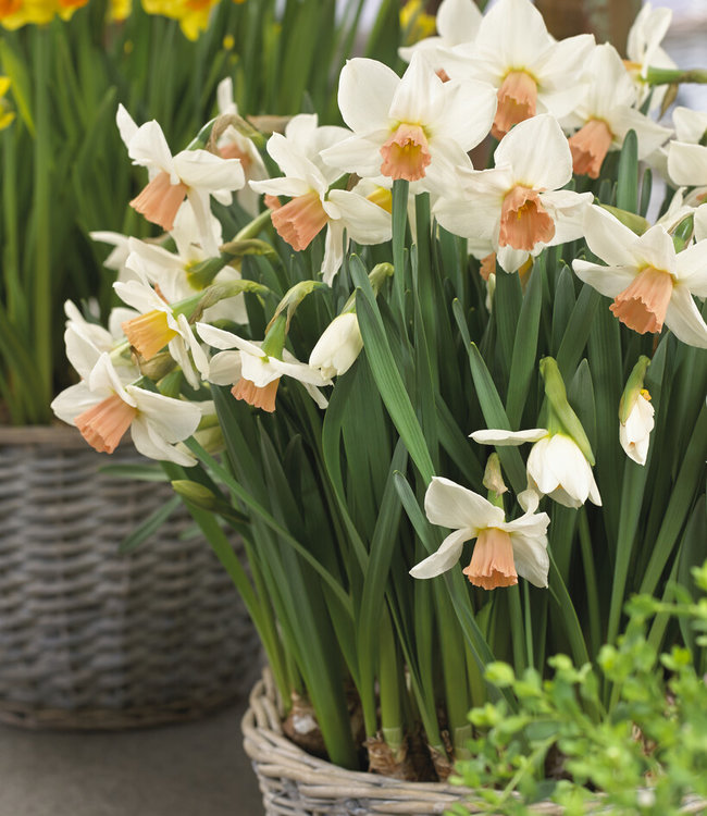 Narcissus Thalia white botanical multiflowering daffodil! Tulip Store