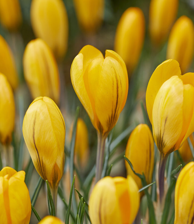 Crocus à grandes fleurs Yellow