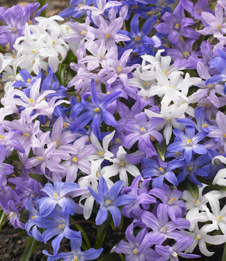 Schneeglanzmix Happy Spring