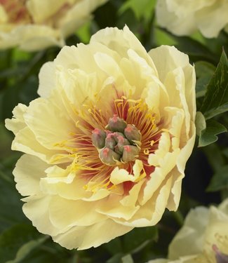 Piwonia itoh Garden Treasure