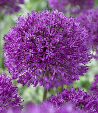 Allium Purple Sensation