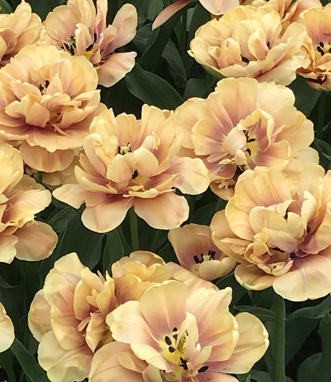 Tulipa La Belle Epoque