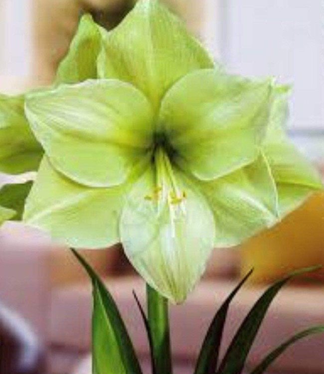 Amaryllis Green Valley unique green flowers! Tulip Store