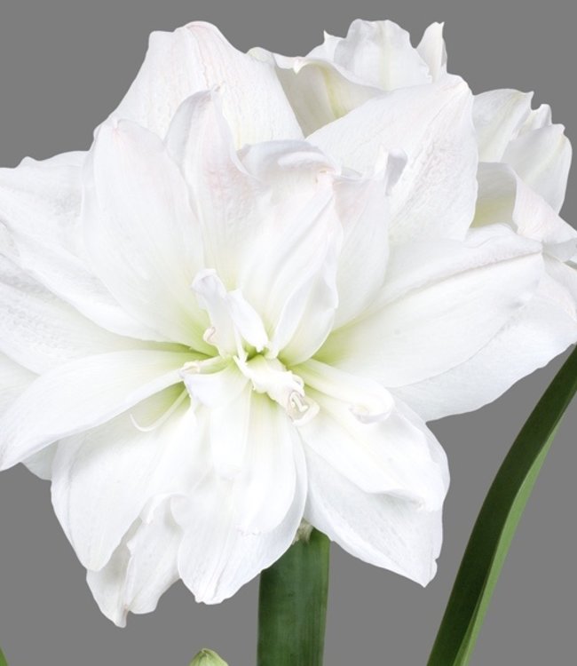 Amaryllis Marilyn