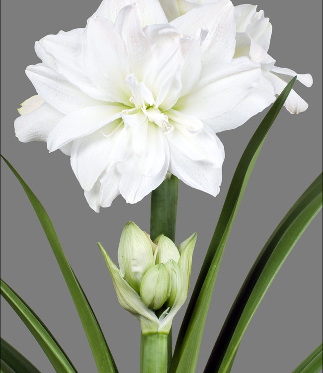 Amaryllis Marilyn