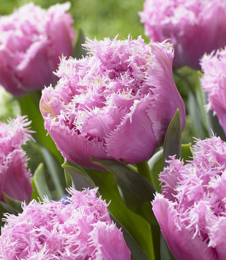 Tulpe Perth