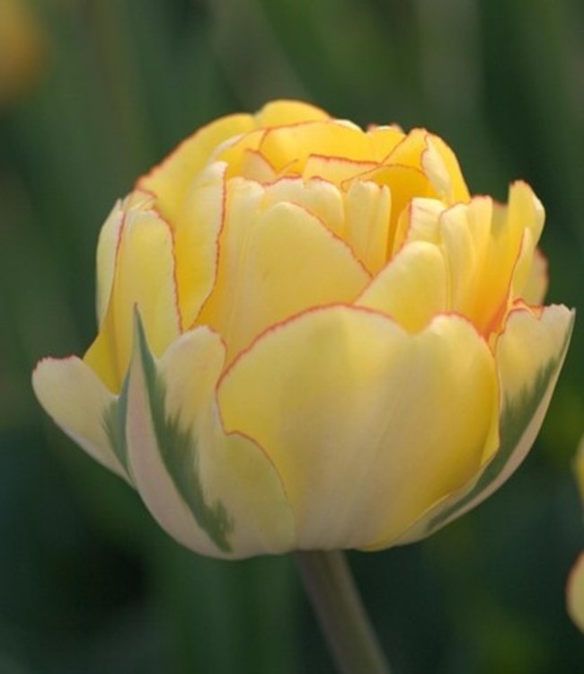 Tulipan Akebono
