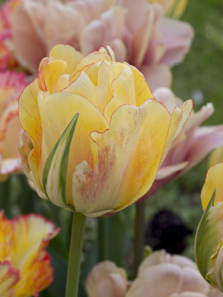 Tulpenzwiebeln Akebono exklusive Tulpe! Tulip Store