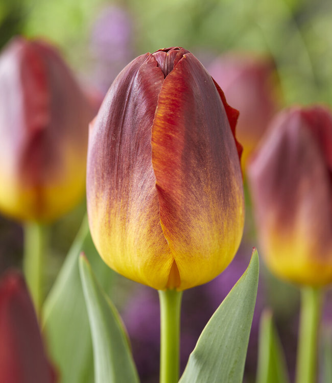 10 Bulbes De Tulipe 'Helmar' - Circonférence 11/12 Cm - Producteurs Néerlandais - Floraison Garantie Avril-mai