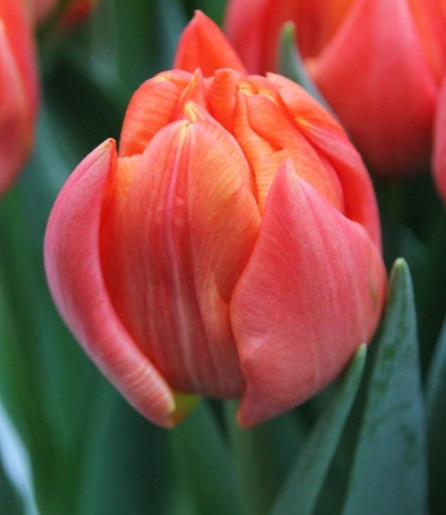 Tulip bulbs Lorenzo a new exclusive peony tulip! Tulip Store
