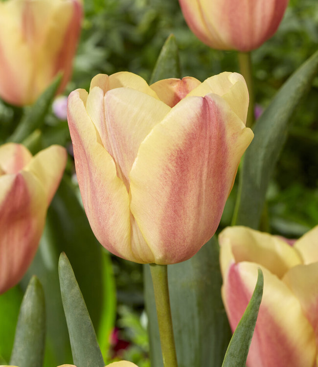 Tulip bulbs Apricot Foxx lovely tulips in your garden! Tulip Store