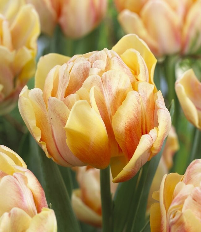 Tulp Foxy Foxtrot