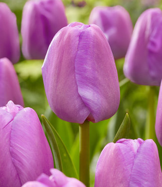 Tulip bulbs Purple Pride - huge tulips in your garden! - Tulip Store, image size:325x375