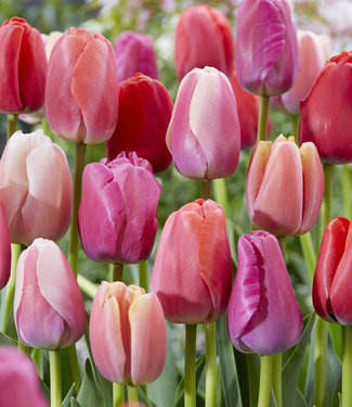 Mieszanka tulipanów Dutch Pride