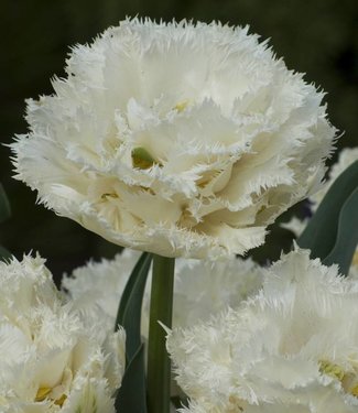 Tulipan Snow Crystal