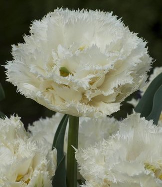 Tulipe Snow Crystal