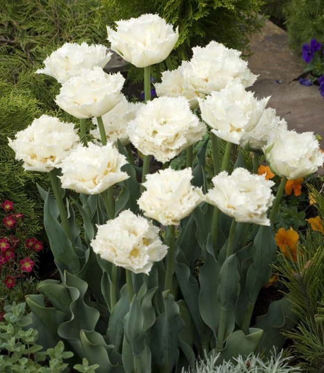 Tulipa Snow Crystal
