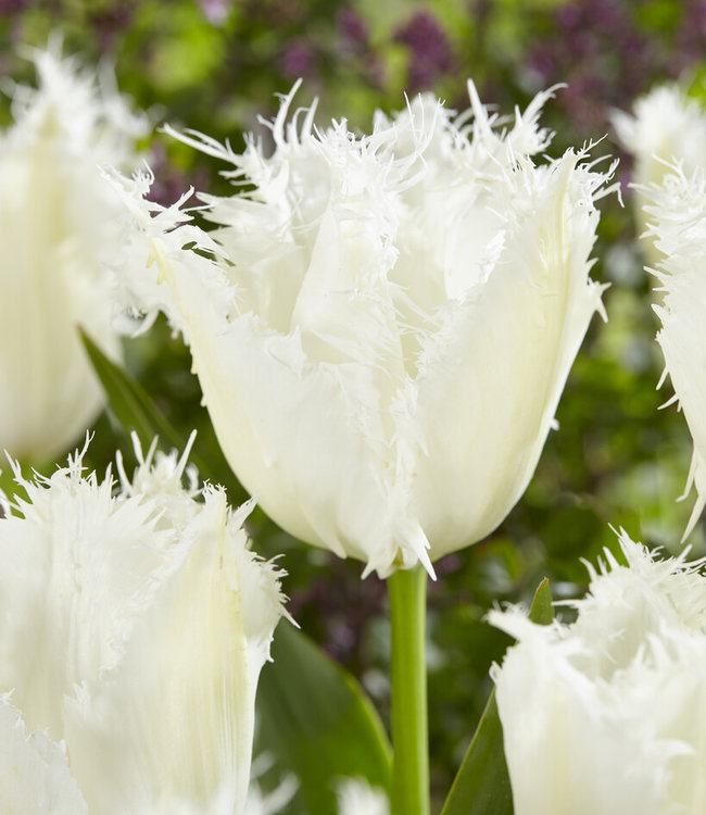 Bulbes de tulipes Noordeinde - une tulipe à franges blanc brillant! -