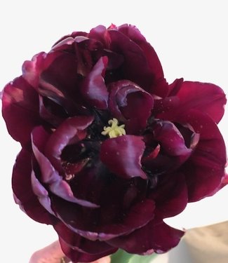 Tulip Black Peony