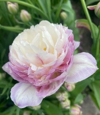 Tulip Double Surprise