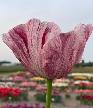 Tulip Kanok