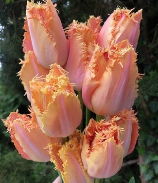 Tulip Murcia