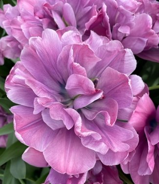 Tulipan Rosy Diamond