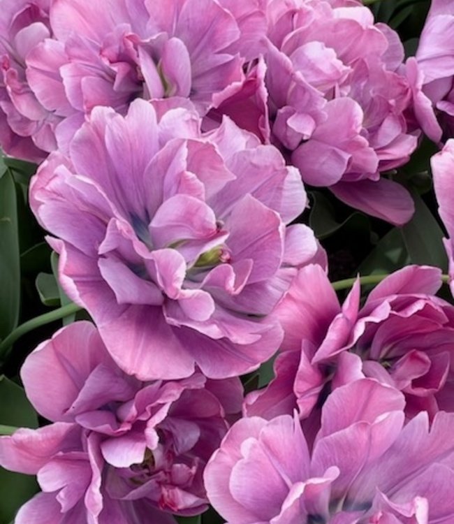 Tulipan Rosy Diamond