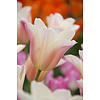 Tulp Sanne