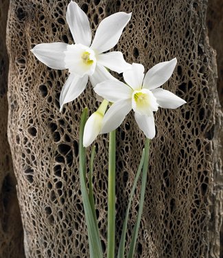 Narcissus Thalia