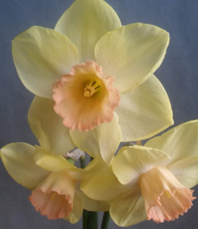 Narcissus Sandokan