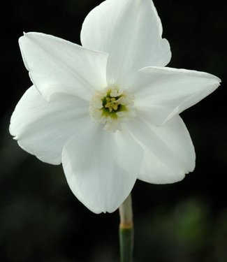 Narcis Polar Ice