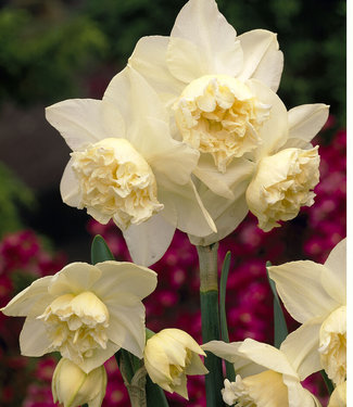 Narcis White Marvel