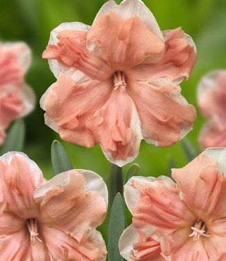 Żonkil Apricot Whirl