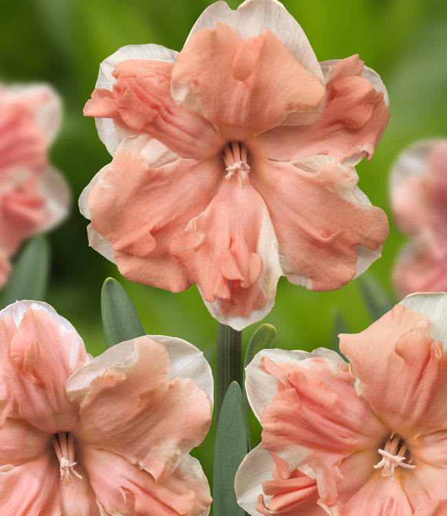 Żonkil Apricot Whirl