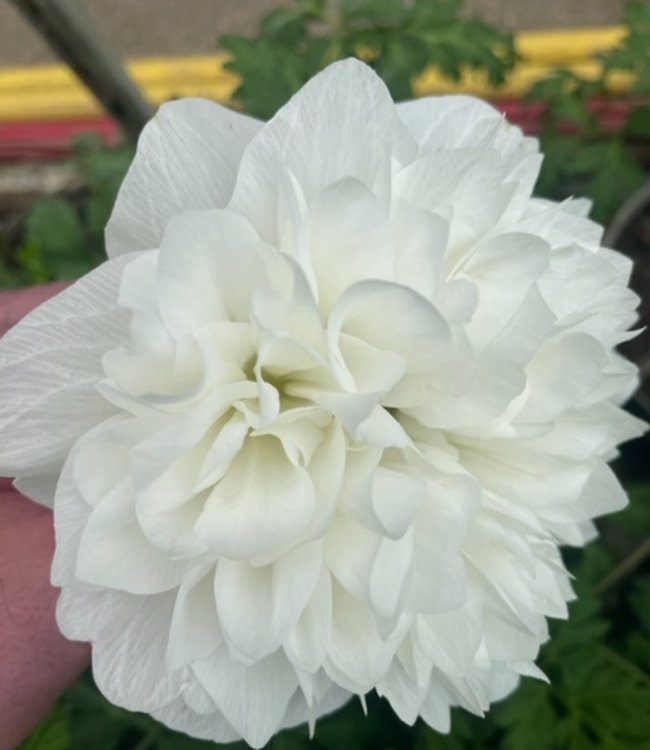 Zawilec Carillon Bianco