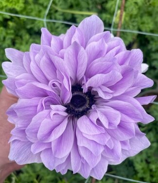 Zawilec Carillon Lavanda