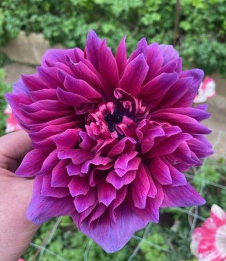 Zawilec Carillon Magenta