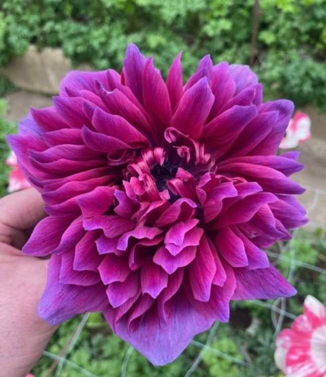 Anemon Carillon Magenta