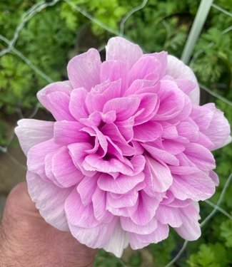 Zawilec Carillon Rosa