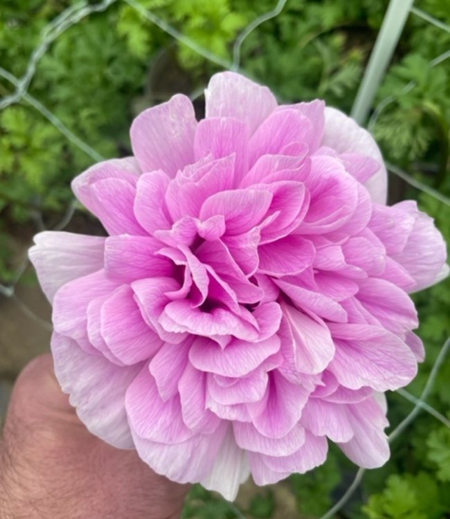 Anemon Carillon Rosa